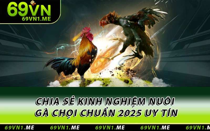 Chia sẻ kinh nghiệm nuôi gà chọi chuẩn 2025 uy tín
