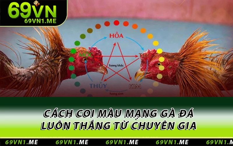 Cách coi màu mạng gà đá luôn thắng từ chuyên gia