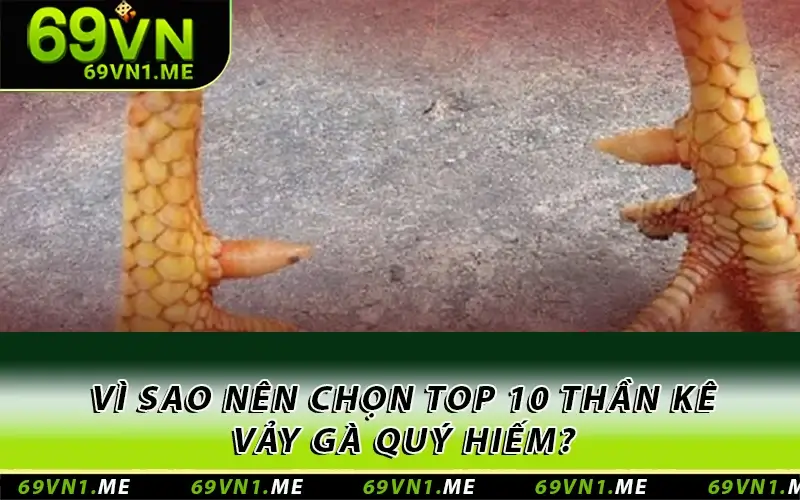 Vì sao nên chọn top 10 thần kê vảy gà quý hiếm?